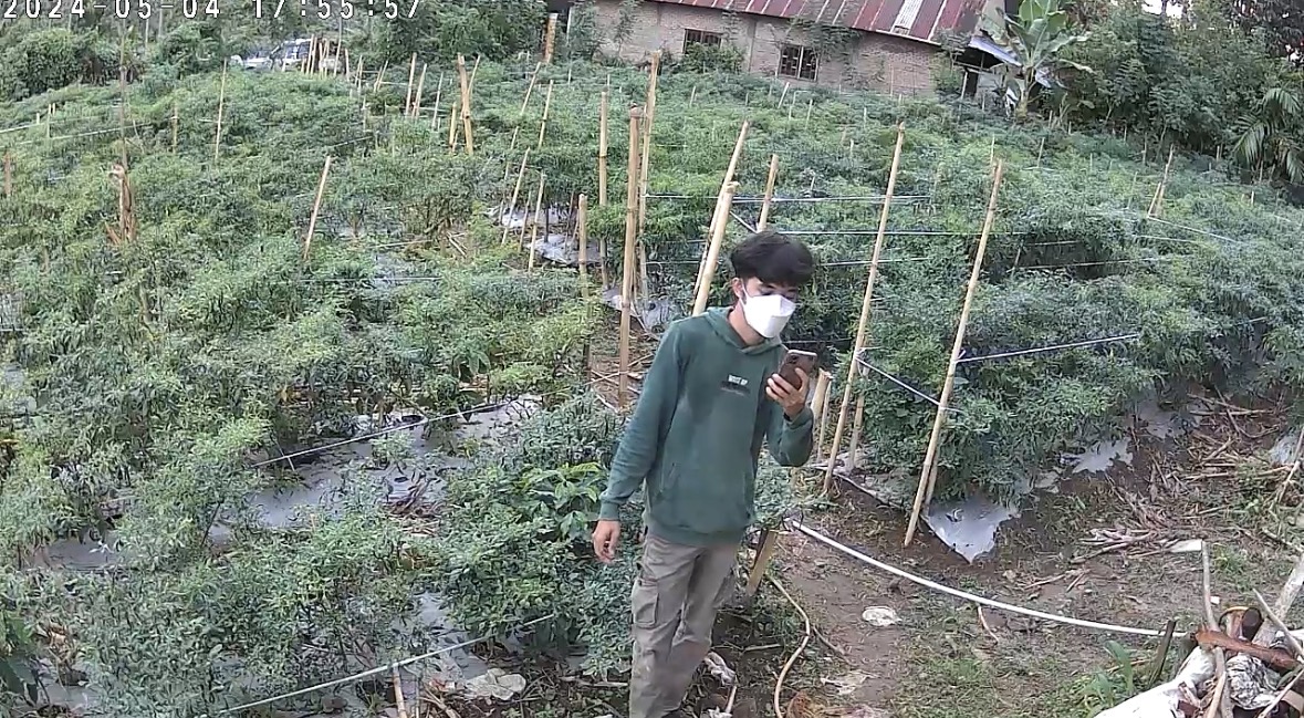 Instalasi CCTV di kebun cabai